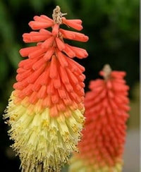 Heirloom Non-GMO Kniphofia Uvaria Flower Seeds for Planting – Exotic Torch-Lily Blooming Seeds