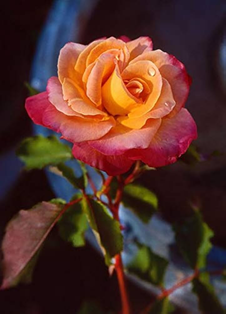 Yellow Pink Shrub Rose Flower - for planting in home garden