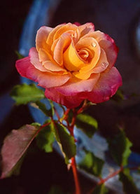 Yellow Pink Shrub Rose Flower - for planting in home garden