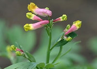 Heirloom Non-GMO Pink Rock Harlequin Flower Seeds for Woodland Wildflower Garden Plantin