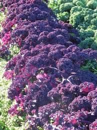 Kale Seeds for Planting, Violet, 100 pcs