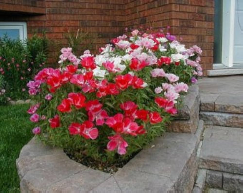 Azalea Mixed Variety Flower Seeds for Indoor and Garden Planting