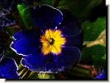 Heirloom Non-GMO Blue Cobalt Primrose Flower Seeds – Vibrant Colorful Blooms for Garden Planting