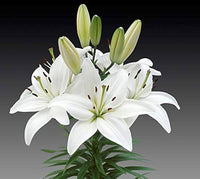 Eyeliner Asiatic Lily White Bulbs