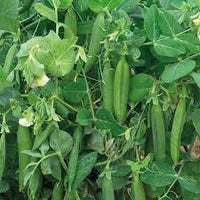 Pea Pisum spp. seeds for garden planting