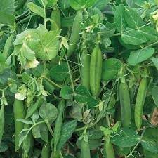 Pea Pisum spp. seeds for garden planting