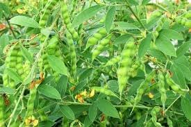 Pigeon Pea Vegetable Seeds for Planting - 100 pcs