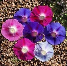 Climbing Flower Seeds Heirloom Non GMO Planting - 100