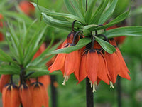Heirloom Non-GMO Fritillaria Imperialis Flower Seeds for Planting – Tall Exotic Spring Garden Blooms - Non-GMO for planting in home garden
