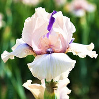Concertina Reblooming Bearded Iris Seeds