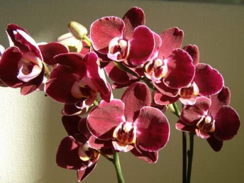 Heirloom Non-GMO Phalaenopsis Orchid Flower Seeds | Rare Maroon Blooms for Indoor Gardens