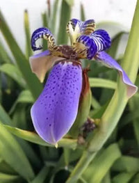 Iris Blume Rare Easy Grow Plant Seeds