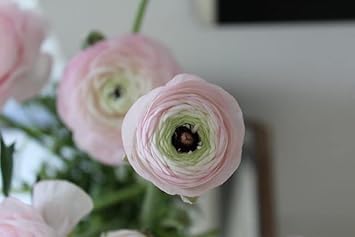 Pink White Ranunculus Flower Seeds for Planting - Heirloom and Non-GMO garden seeds