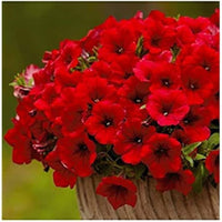 Petunia flower Petunia hybrida seeds for planting in balcony pots or vertical garden containers