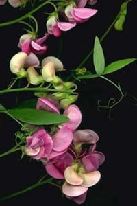 Silla Flower Seeds – Heirloom Non-GMO Seeds for Elegant and Seasonal Garden Planting - Flower for planting in home garden