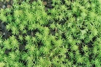 Heirloom Non-GMO Sedum Album Flower Seeds for Planting – Low-Maintenance Ground Cover Blooms - Non-GMO for planting in home garden