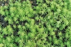 Heirloom Non-GMO Sedum Album Flower Seeds for Planting – Low-Maintenance Ground Cover Blooms - Non-GMO for planting in home garden