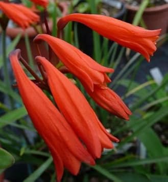Organic Heirloom Non-GMO Cyrtanthus Brachyscyphus Seeds for Planting – Fiery Blooms