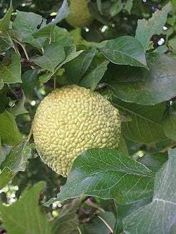 Yellow Maclura Fruit Seeds - Grow This Hardy and Fruitful Plant in Your Garden 100 pcs