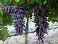 Finger grapefruit Citrus paradisi seeds for backyard orchard