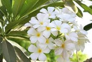 White Frangipani Flower Seeds – Heirloom Non-GMO Plumeria Seeds for Fragrant Gardens