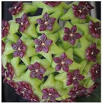 Carnosa Flower Seeds for Planting, Unique Texture, 100