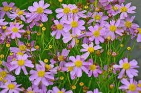 Coreopsis Rosea Flower Seeds for Planting, Heirloom, Non-GMO