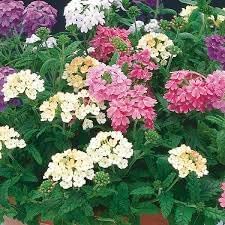 Heirloom Non-GMO Trailing Verbena Flower Seeds for Planting – Vibrant Ground Cover Blooms