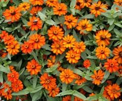Heirloom Zinnia Profusion Flower Seeds for Planting – Heirloom, Non-GMO, Colorful Blooms