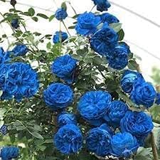 Climbing Rose Flower Seeds for Planting, Heirloom, Non-GMO