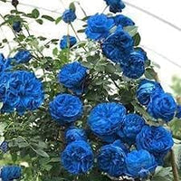 Climbing Rose Flower Seeds for Planting, Heirloom, Non-GMO for planting in home garden