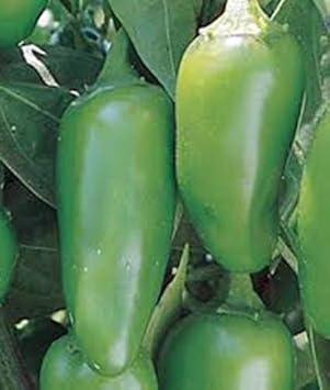 Green Chilli Vegetable Seeds for Planting heirloom & Non-GMO Seeds