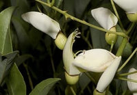 Erythrina (Erythrina scientific name) for planting in garden