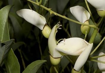 Erythrina (Erythrina scientific name) for planting in garden