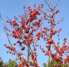 Salak Snakeskin Salacca zalacca seeds for planting in tropical garden