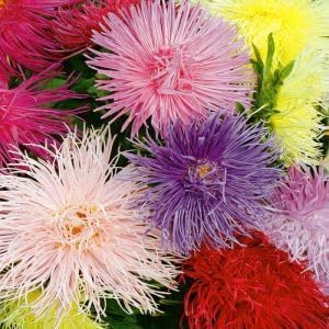 Heirloom Moschata Flower Seeds for Garden Planting, Non-GMO, Fragrant Blooming Variety