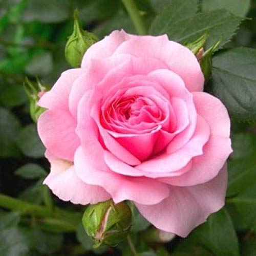 Romantic Pink Rose Heirloom Non-GMO Seeds for Planting for planting in home garden