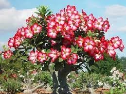 Ornamental Flower Seeds Heirloom Non GMO Planting - 100
