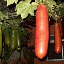 Cassabanana Vegetable Seeds for Planting - 100 pcs