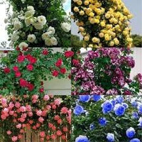 Climbing Rose Flower Seeds for Planting – Heirloom, Non-GMO Seeds for Vertical Gardens