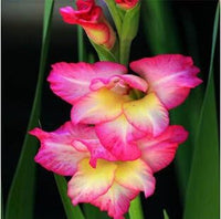 Heirloom Non-GMO Pink Orchid Flower Seeds for Garden Planting – Graceful Tropical Blooms