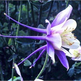 Heirloom Blue White Aquilegia Coerulea Flower Seeds for Planting – Non-GMO, Perennial Seeds