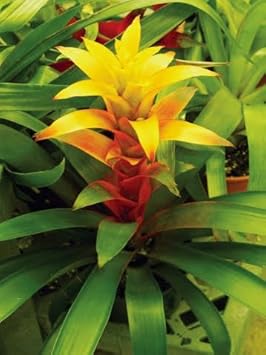 Heirloom Non-GMO Vibrant Turquoise Flower Seeds for Planting – Rare Colorful Garden Blooms