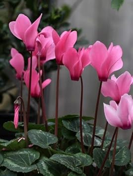 Cyclamen (Cyclamen scientific name) for planting in garden