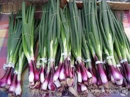 Green Scallion Allium fistulosum seeds for herb garden planting