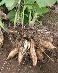 Ground Apple Plant Seeds for Planting- Natural Fruit Cultivation