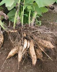 Ground Apple Plant Seeds for Planting- Natural Fruit Cultivation