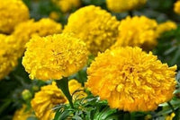 Heirloom Marigold Flower Seeds for Planting 100