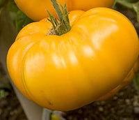 Big yellow tomato Solanum lycopersicum seeds for planting in garden beds