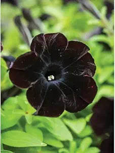 Black Petunia Flower Seeds for Bonsai